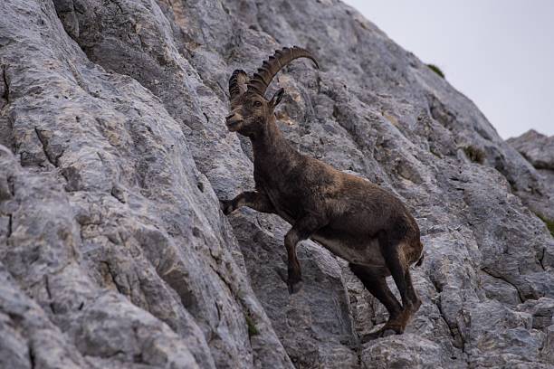 Male Ibex in Julian Alps Male Ibex in Julian Alps municipality of jesenice photos stock pictures, royalty-free photos & images