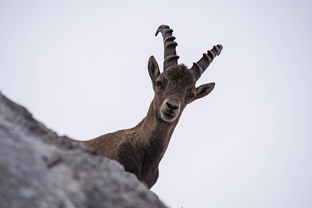 istock Male Ibex in Julian Alps 485815910