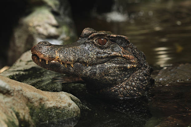 gładka fasadzie kajman (paleosuchus trigonatus). - orinoco river zdjęcia i obrazy z banku zdjęć