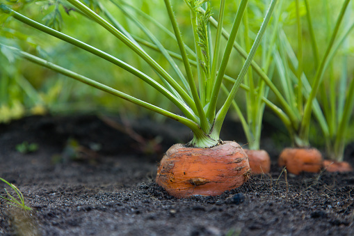 Saludable Homegrown zanahorias photo