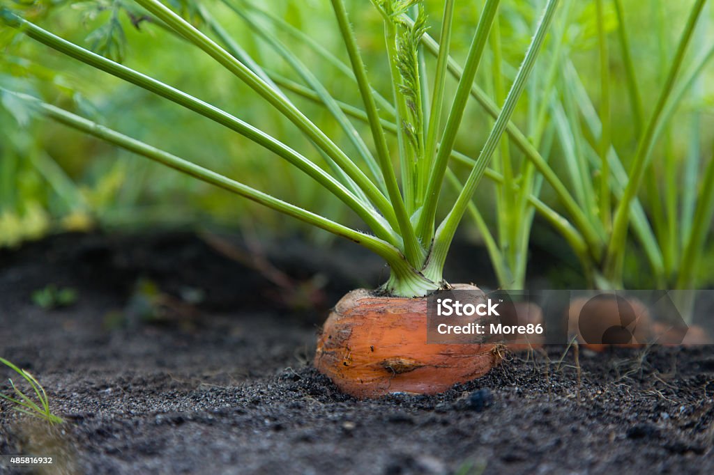 Healthy Homegrown Carrots Natural carrots grown in the garden Carrot Stock Photo