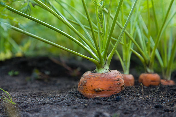 cenouras filho da casa saudáveis - cultivated imagens e fotografias de stock