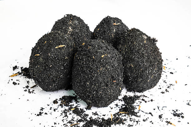 istock organic salted eggs covered by natural ashes 485817368