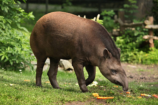 tapiro sudamericano (tapirus terrestris). - tapiro foto e immagini stock