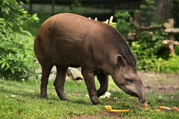 South American tapir (Tapirus terrestris). South American tapir (Tapirus terrestris), also known as the Brazilian tapir. Wildlife animal. tapir stock pictures, royalty-free photos & images