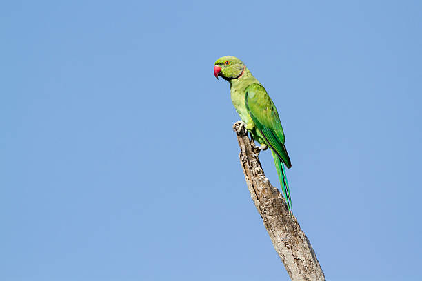 istock Rose-ringed parakeet in Arugam bay lagoon, Sri Lanka 485817886