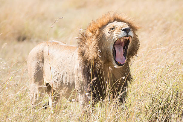istock Male lion yawns showing all his teeth 485817888