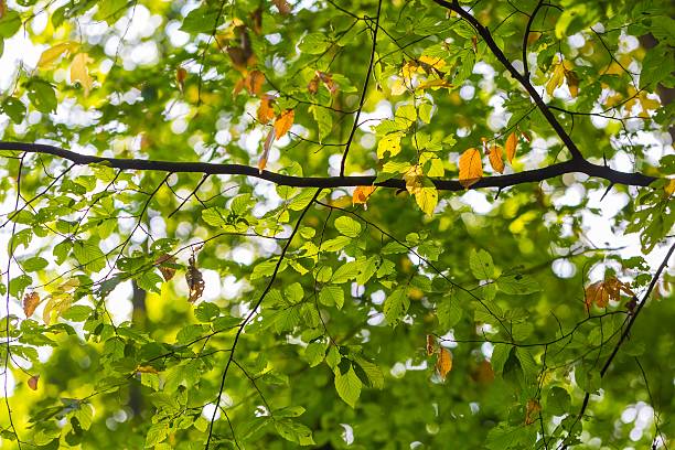 istock Abstract background of green tree branches 485817958