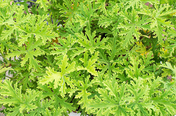 istock SCENTED GERANIUMS bush close up mosquitoes repellent 485818106