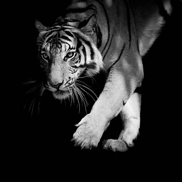istock black & white tiger walking step by step isolated on black background 485818338