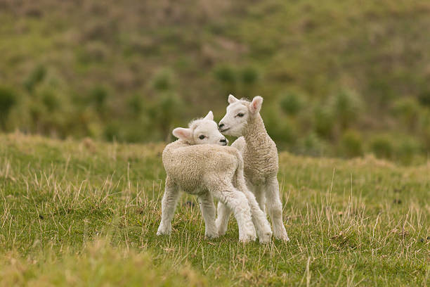 istock two newborn lambs standing on meadow 485818410