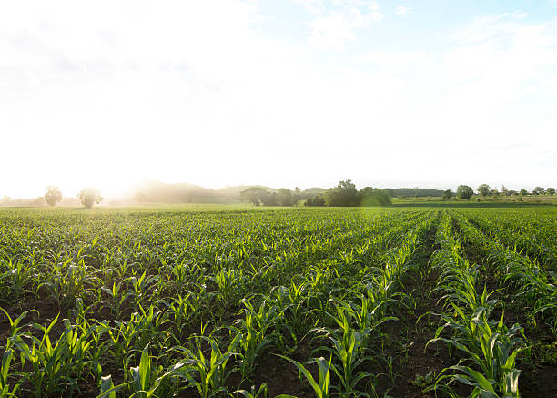 istock cornfield sun and blue sky in the morning 485820286