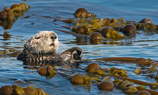 Sea Otter in Kelp Bed Sea Otter in kelp bed off Homer, Alaska sea otter stock pictures, royalty-free photos & images