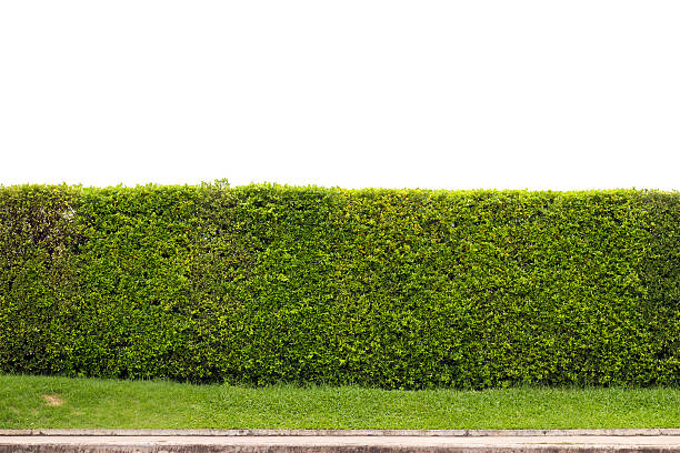 istock trimed shrub fence isolated on white with clipping path 485822252