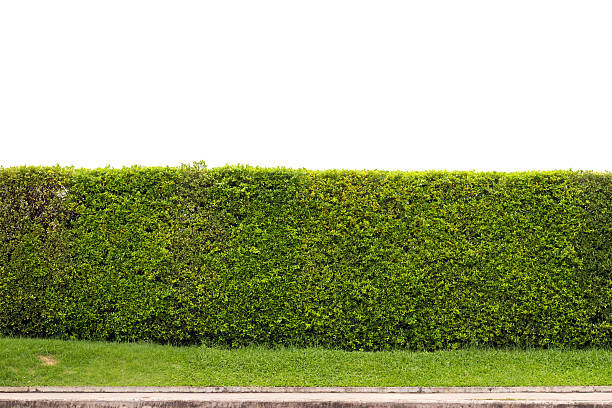 отделанными shrub барьера изолированные на белом фоне с обтравочные пути - privet стоковые фото и изображения