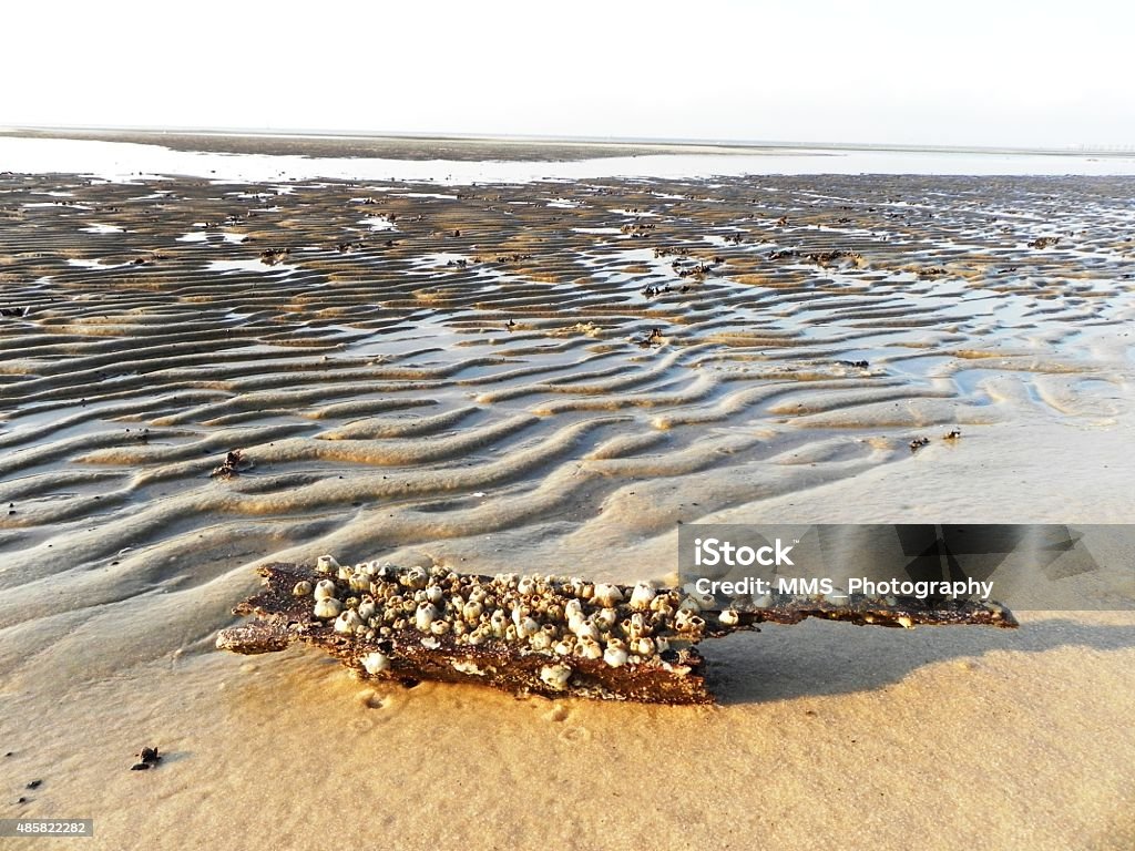 Driftwood driftwood with barnacles on the beach at low tide 2015 Stock Photo