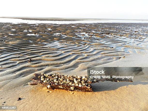 Driftwood Stock Photo - Download Image Now - 2015, Barnacle, Driftwood