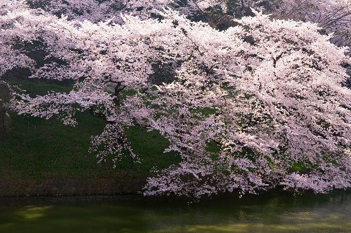 spring, in which the cherry blossoms bloom