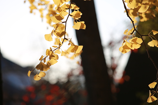 golden ginkgo leaves in japan park turning yellow in kyoto