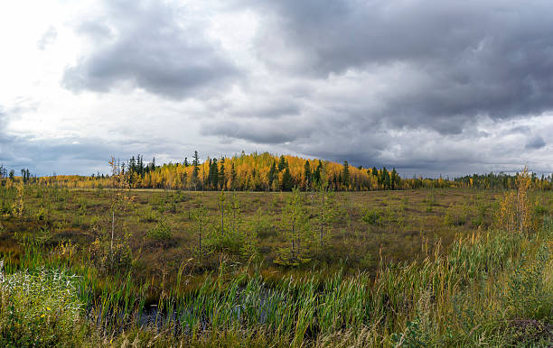 istock Autumn landscape in swamp. 485824906