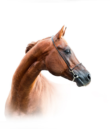 Portrait of an American Quarter Horse lit by strobes.