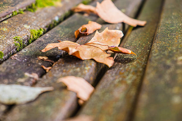 Autumn leaves stock photo