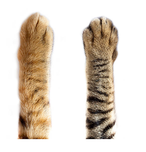 gatti zampa su sfondo bianco - piede animale foto e immagini stock