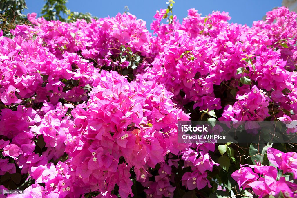 Bougainvillea Bougainvillea flowers from Thailand. Isolated over blue sky 2015 Stock Photo