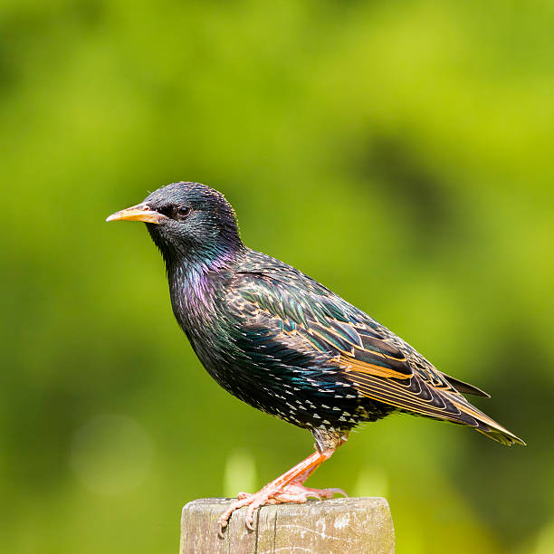 istock Common Starling - Sturnus vulgaris 485827120