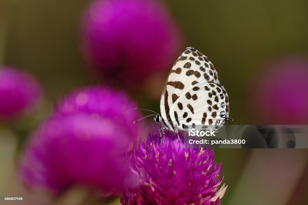 Butterfly (Common Pierrot) , Thailand 2015 Stock Photo