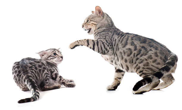 сражение cats - cat fight стоковые фото и изображения