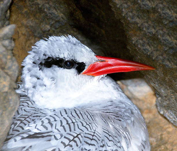 Red Tailed Tropic Bird nesting Red Tailed Tropic Bird, also know as a Bosun bird sits inside a nest on the cliff of the uninhabited islet of Djeu, part of the Archipelago of Cabo Verde red tailed tropicbird stock pictures, royalty-free photos & images