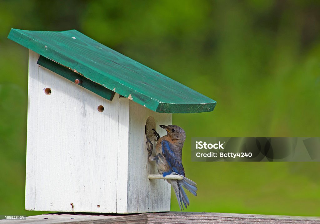 Female Bluebird looking in on her babies. bluebird, babies, box 2015 Stock Photo