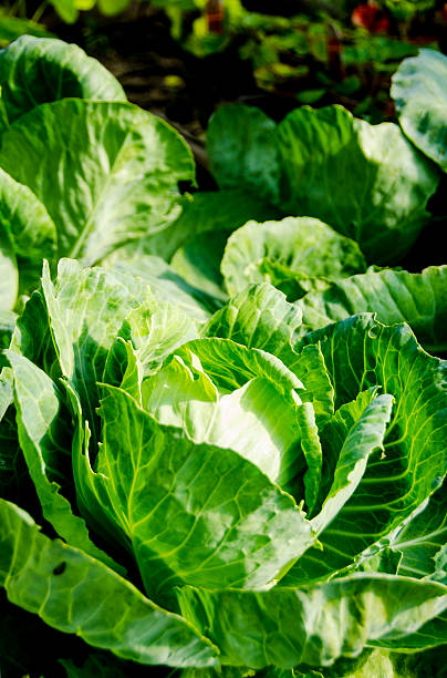 istock Close-up of Organic Cabbage 485827428