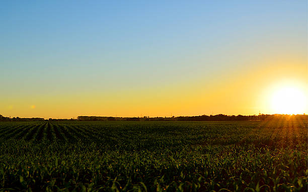 istock sunset on a field of beets 485827452
