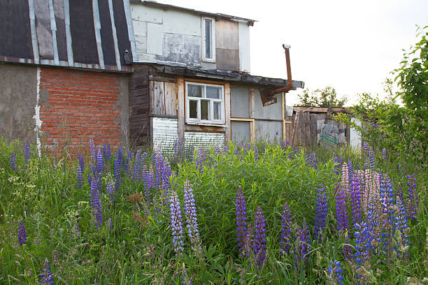 istock Old house and lupins 485827606