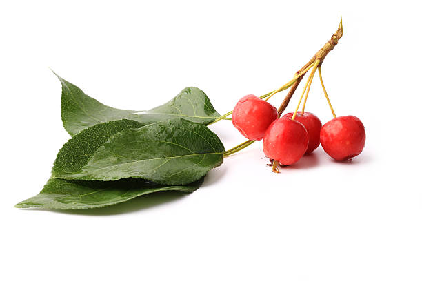 istock small red apples on a branch with leaves isolated 485827950