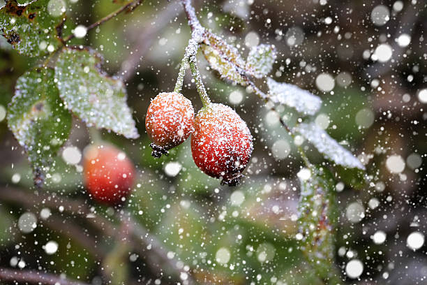 istock Snowfall rose hips in the snow winter christmas new year 485828894