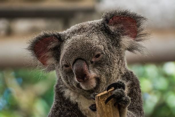 istock exploring the east coast of australia by camper 485829618