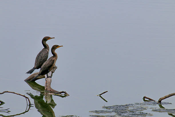 istock The Double-Crested Cormorant on the Water at Malibu Beach 485831488