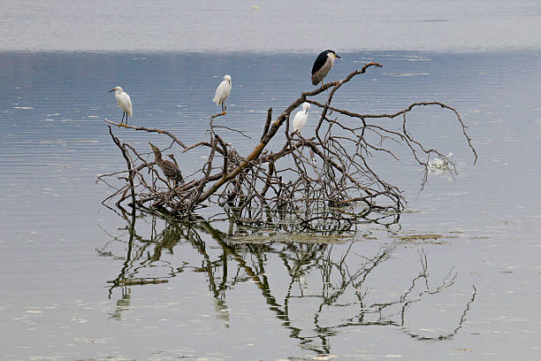 ブラックの王冠ゴイサギ類とスノーイーイグレット - heron night heron island water ストックフォ�トと画像