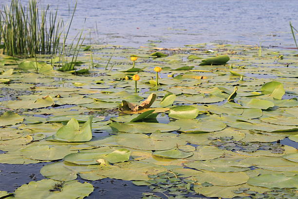 istock Yellow water flowers ( Nuphar Lutea ) 485832344
