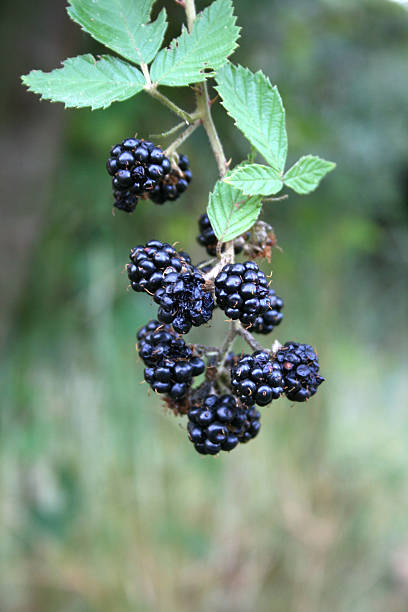 istock Heap of blackberries with their leaves 485833218