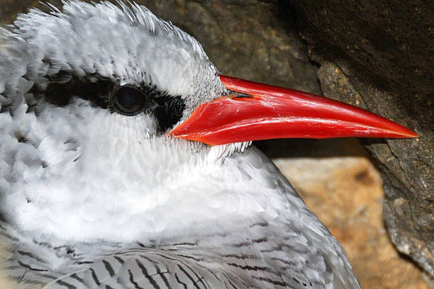 Close-up of a Red Tailed Tropic Bird Red Tailed Tropic Bird, also know as a Bosun bird sits inside a nest on the cliff of the uninhabited islet of Djeu, part of the Archipelago of Cabo Verde red tailed tropicbird stock pictures, royalty-free photos & images