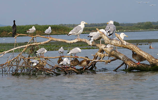 Danube Delta birds Different species of birds in Danube Delta, Romania danube river stock pictures, royalty-free photos & images