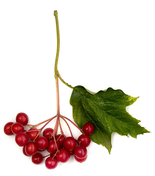 istock berries of viburnum with leaves 485834944