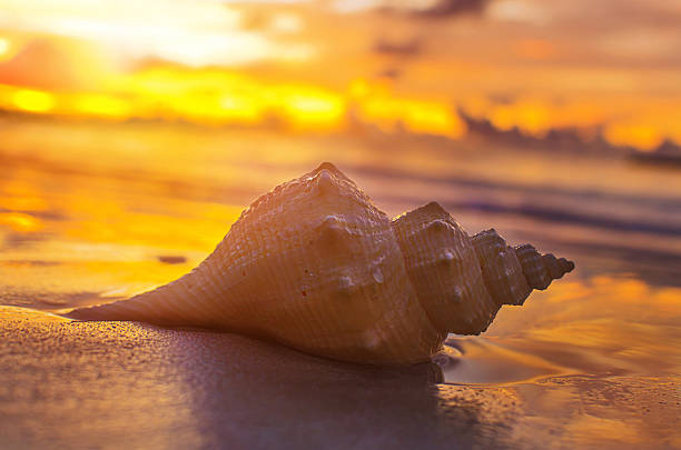 istock Beautiful beach with sunrise background. Focus on sea shell. 485835380