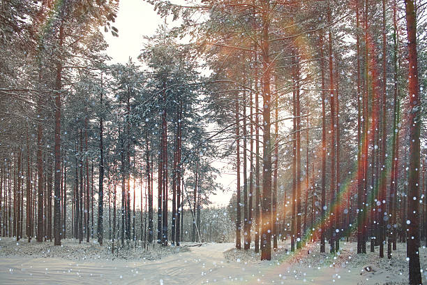 istock frosty winter landscape in snowy forest 485835652