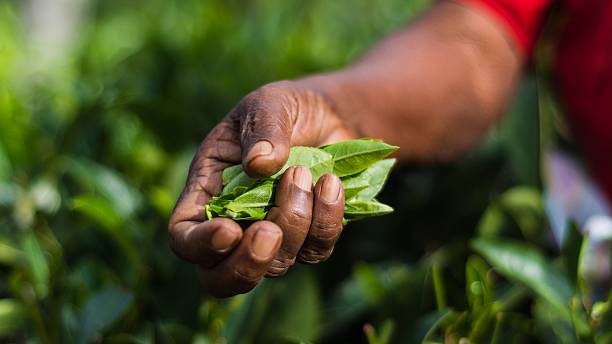 istock visiting the lipton tea plantation in haputale sri lanka 485835884