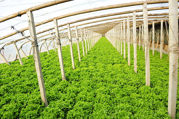 istock Vegetables in greenhouses 485836088